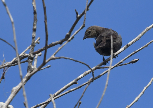 iNaturalist observation photo of Brown-headed Cowbird