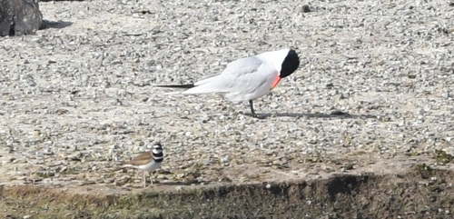iNaturalist observation photo of Caspian Tern