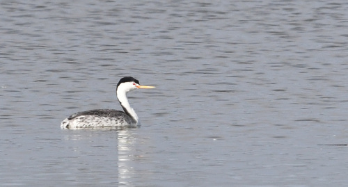 iNaturalist observation photo of Clark's Grebe