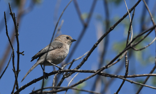 iNaturalist observation photo of Bushtit