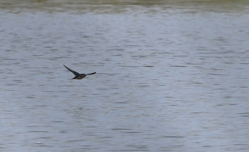 iNaturalist observation photo of Barn Swallow