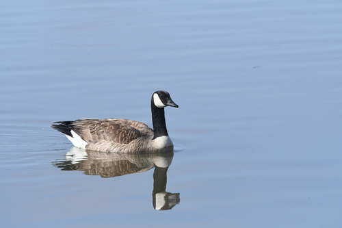 iNaturalist observation photo of Canada Goose