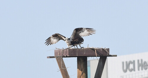 iNaturalist observation photo of Osprey