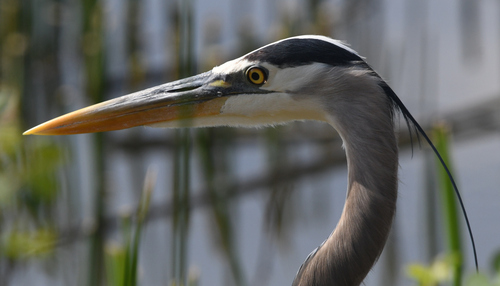 iNaturalist observation photo of Great Blue Heron