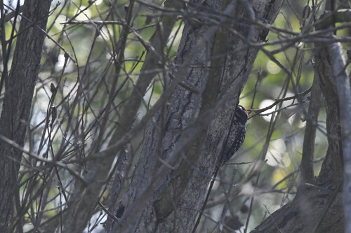 iNaturalist observation photo of Nuttall's Woodpecker