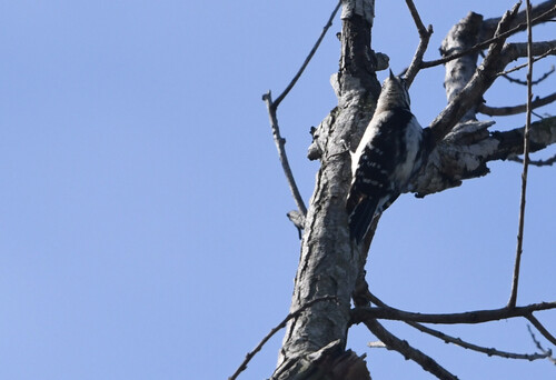 iNaturalist observation photo of Downy Woodpecker