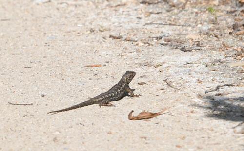 iNaturalist observation photo of Western Fence Lizard