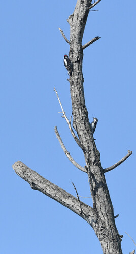 iNaturalist observation photo of Downy Woodpecker