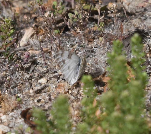 iNaturalist observation photo of Checkered White
