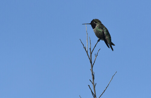 iNaturalist observation photo of Anna's Hummingbird
