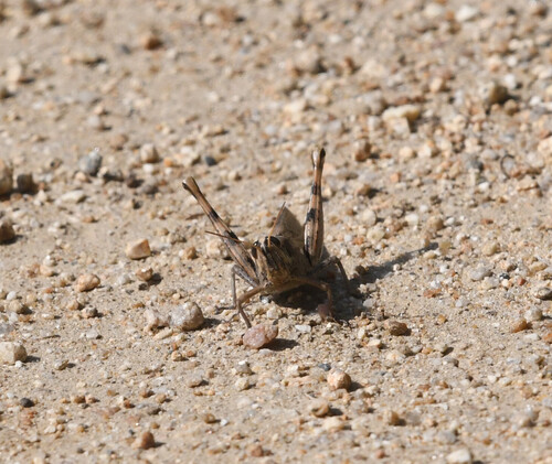 iNaturalist observation photo of Gray Bird Grasshopper