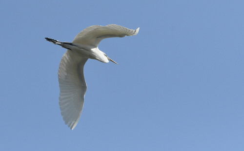iNaturalist observation photo of Great Egret
