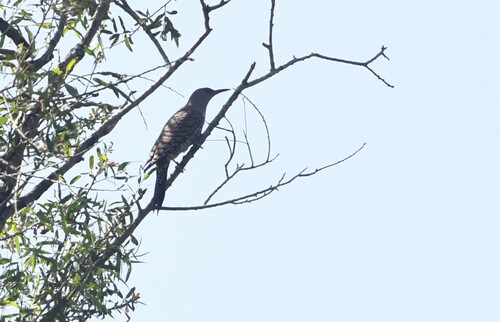 iNaturalist observation photo of Northern Flicker