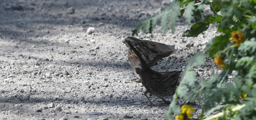 iNaturalist observation photo of Song Sparrow