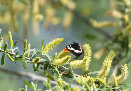 iNaturalist observation photo of Lorquin's Admiral