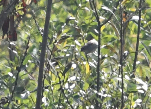 iNaturalist observation photo of Perching Birds