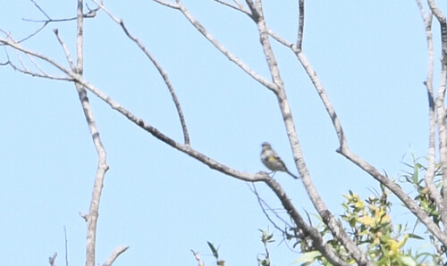 iNaturalist observation photo of Yellow-rumped Warbler