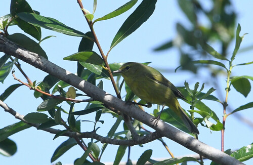 iNaturalist observation photo of Orange-crowned Warbler