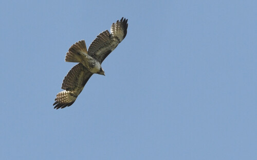 iNaturalist observation photo of Red-tailed Hawk