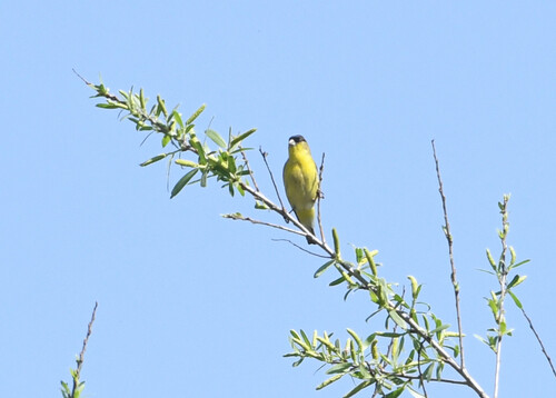 iNaturalist observation photo of Lesser Goldfinch