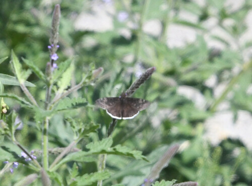 iNaturalist observation photo of Funereal Duskywing