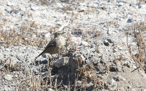 iNaturalist observation photo of American Pipit