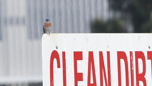 iNaturalist observation photo of Western Bluebird