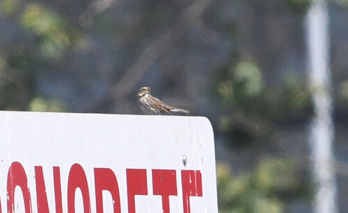 iNaturalist observation photo of Savannah Sparrow