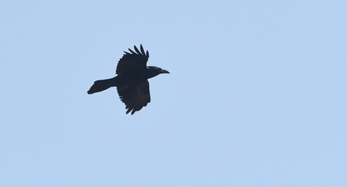 iNaturalist observation photo of Common Raven
