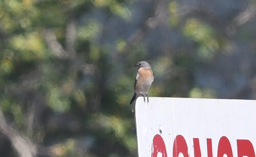 iNaturalist observation photo of Western Bluebird