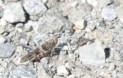 iNaturalist observation photo of Pallid-winged Grasshopper