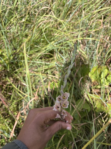 Lowveld Gladiolus (Gladiolus densiflorus)
