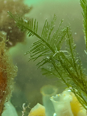 Bryopsis corticulans