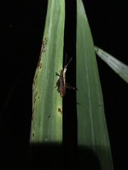 Maculiparia rotundata