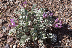 Astragalus newberryi
