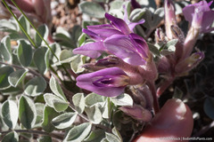 Astragalus newberryi