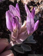 Astragalus newberryi