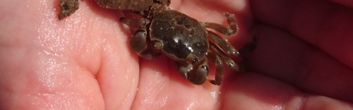 Paragrapsus quadridentatus