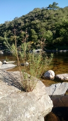 Vernonanthura nudiflora