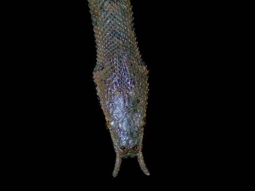 Tentacled Snake