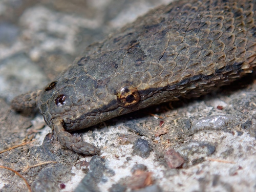 Tentacled Snake