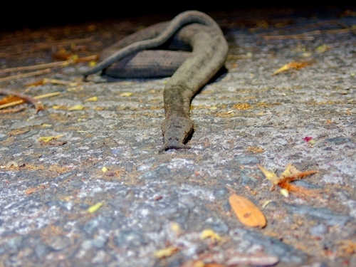Tentacled Snake