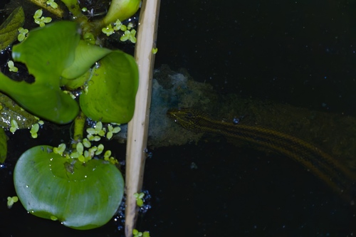 Rainbow Mud Snake