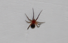 Araneae