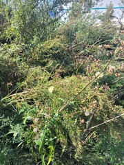 Laitue D'inde (Lactuca indica)