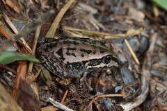 Ranoidea alboguttata