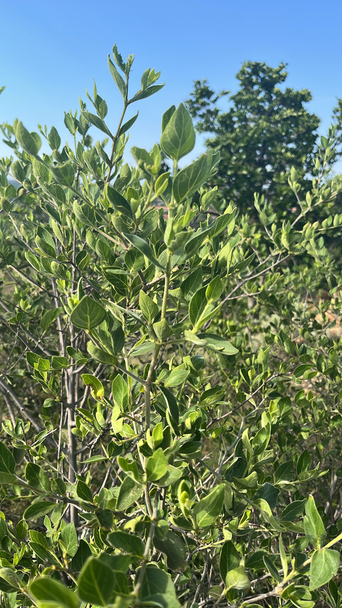 Imagem de Afrocanthium gilfillanii