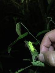 Euclea distrahens