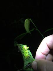 Euclea distrahens