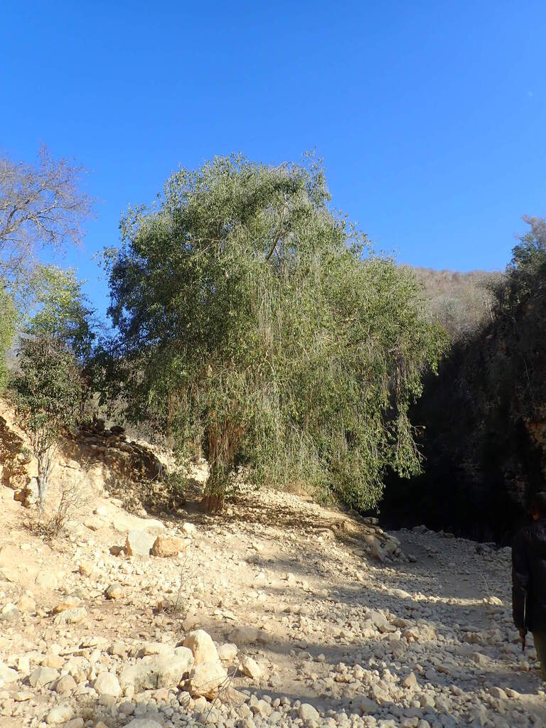 Gonioma malagasy